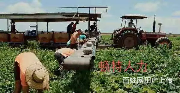 合法工签出国务工，轻轻松松年入40万+ - 图片 5