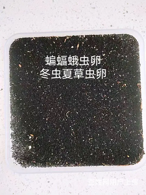 蝙蝠蛾虫卵 - 图片 2