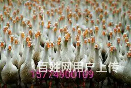赤峰鹅苗批发鹅雏 - 图片 7