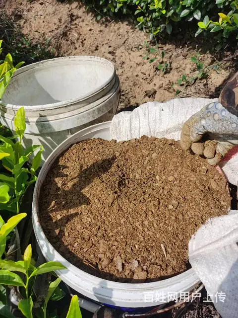 茶叶下油菜饼 提升茶叶品质 原产地直销 - 图片 3
