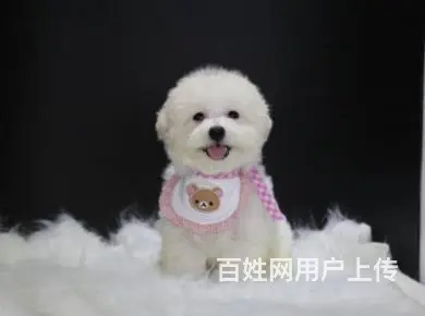 纯白比熊犬幼犬出售 宠物狗比熊高颜值品相好 可见狗 - 图片 7