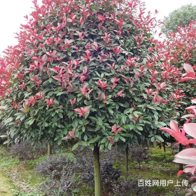 武汉办公室植物室内花木租售公司盆景报价，武汉室外园 - 图片