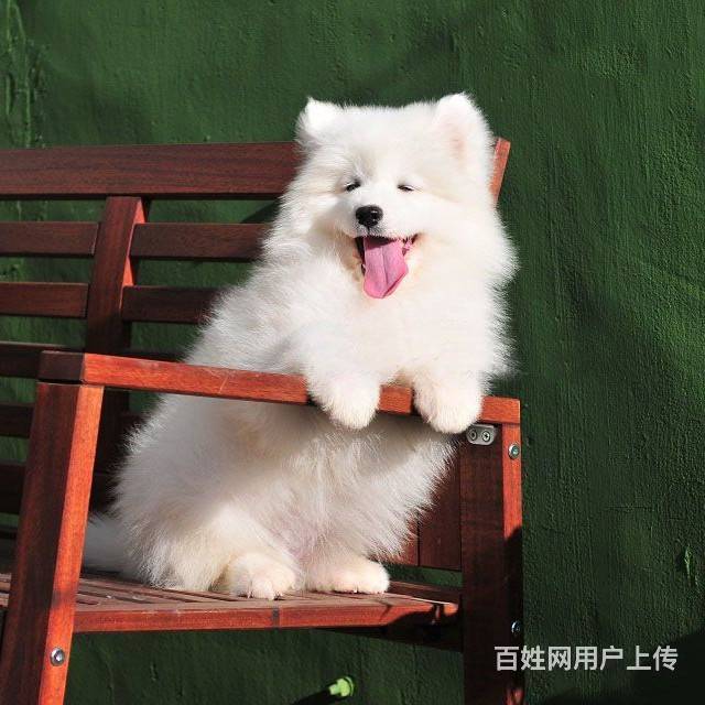 萨摩耶图片 萨摩耶好不好养 萨摩耶价格的图片