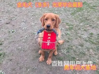 成都周边哪里有训犬基地，哪家训犬比较好 - 图片 1