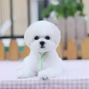 纯种法系比熊犬 纯种比熊幼犬 赛级比熊犬