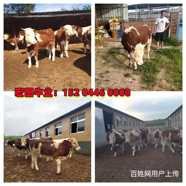 七个月的 西门塔尔小母牛犊 出售 - 图片 2
