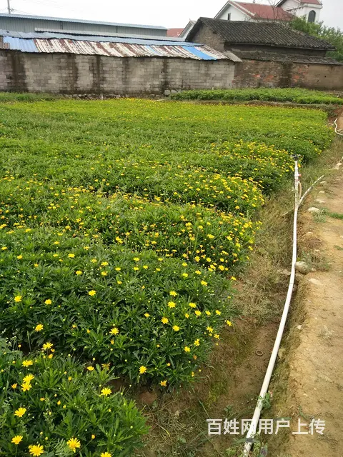 木春菊，孔雀草，石竹，一串红，鸡冠花等各种时令草花 - 图片 1