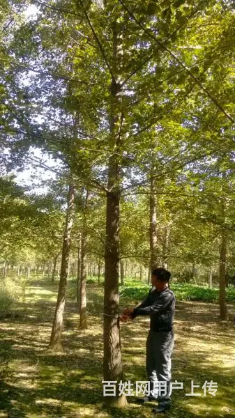 紧急出售15-30银杏树，低价处理银杏小苗 - 图片 3