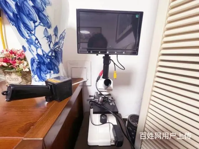 灰泰迪种公对外借配徐州市 - 图片 6