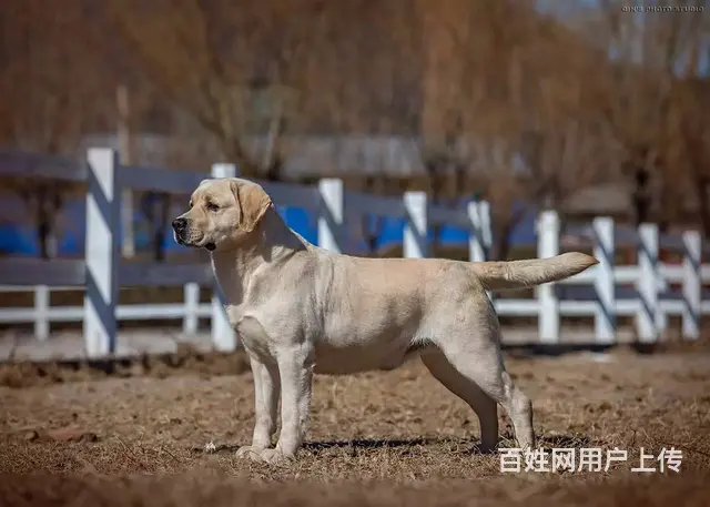纯种拉布拉多 黑色黄色咖啡色拉多幼犬可挑选 - 图片 3