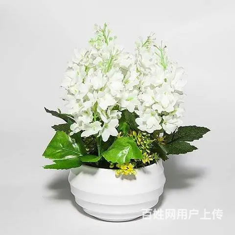 工程苗木，花卉苗木订购 - 图片 5