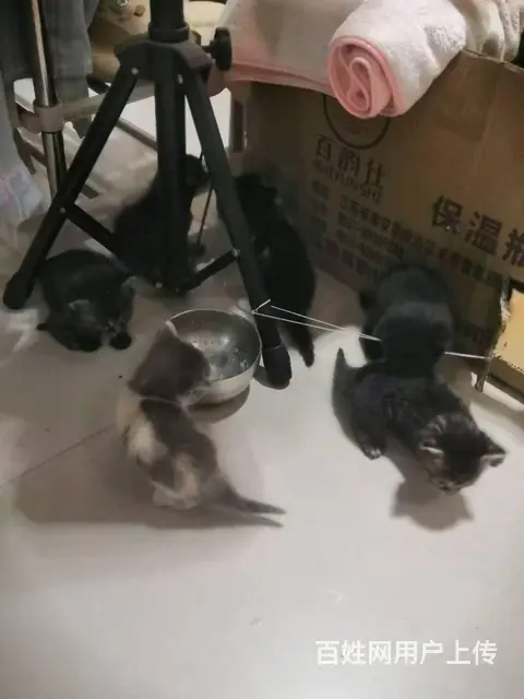 免费领取小猫 - 图片 1