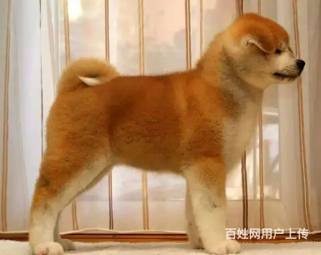 日系秋田幼犬质保出售 专业繁殖保障 - 图片 1