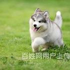 【首选推荐】陇南进口赛级血统（阿拉斯加犬），带证书疫苗，包纯