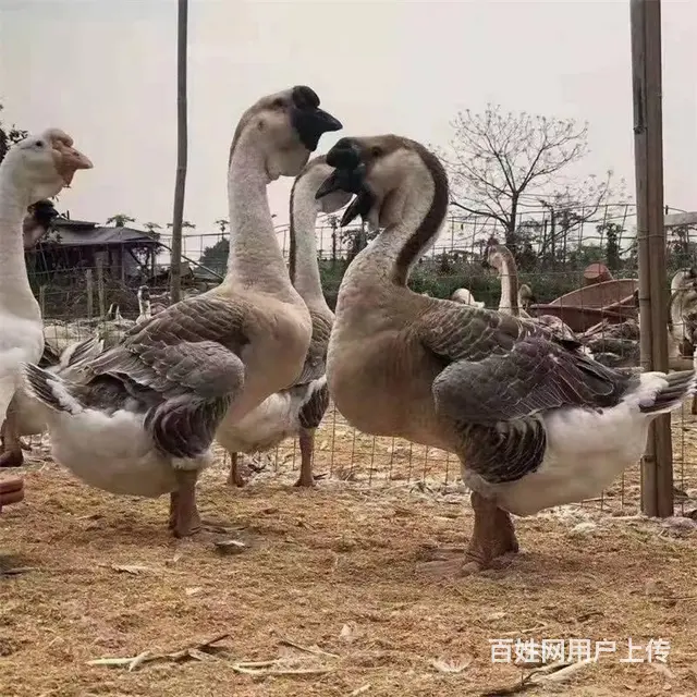 贵州三黄鸡苗批发 都匀鸭苗批发 贵州农村养殖鸡苗 - 图片 11