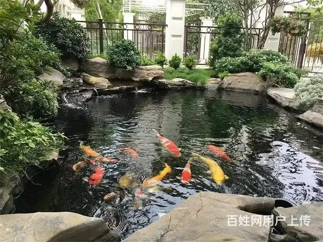 鱼缸定制，鱼池设计建造 - 图片 2