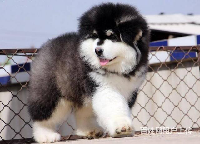 出售阿拉斯加幼犬 赛级品质 有标准体和巨型阿拉的图片