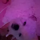 自家狗生的纯种比熊