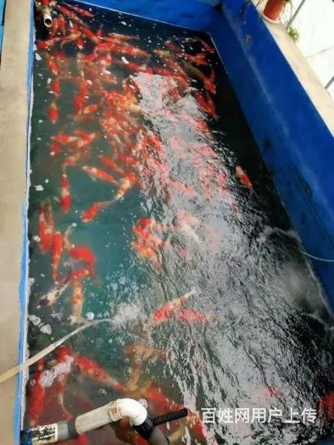 苏州永乐锦鲤鱼批发零售 - 图片 2