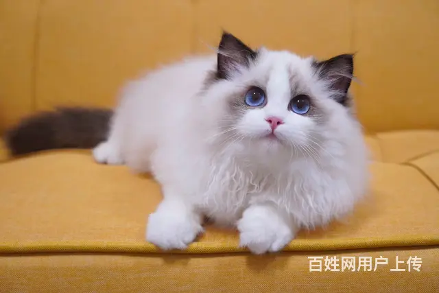 布偶猫多少钱一只 布偶猫肠胃好吗 图片价位 - 图片 3