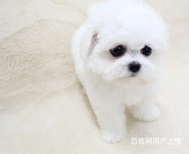 纯种比熊犬幼犬出售 高颜值多只可选 赛级品质 - 图片 8