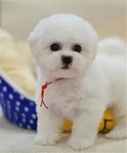 卷毛比熊幼犬宝宝 双血统比熊 健康纯种比熊宝宝出售