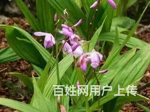 湖北百草堂白芨种植亩产高，全程扶持为农户保驾护航 - 图片 2