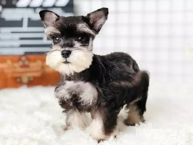 纯种椒盐色雪纳瑞犬出售 体型小巧萌宠雪纳瑞幼犬保证 - 图片 1
