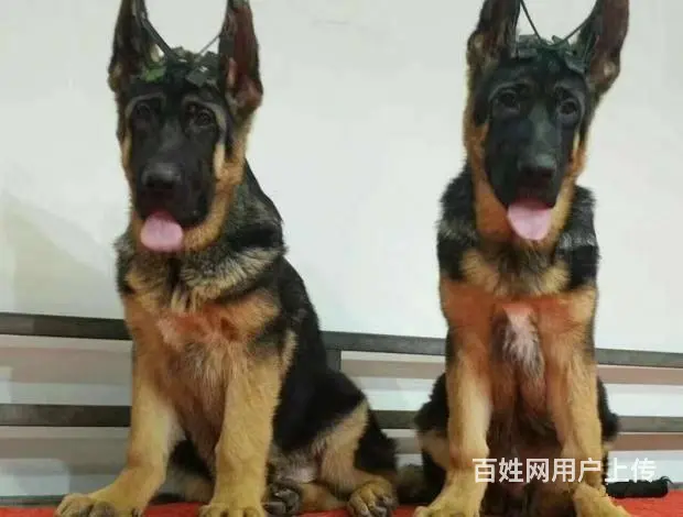 纯种大头黑脸德国牧羊犬 毛量足骨量大 可来挑选 - 图片 2
