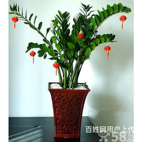 苏州专业绿植租赁 就找金丝雀园艺 * - 图片 4