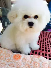 汉中比熊价格_比熊多少钱比熊图片_纯种比熊幼犬