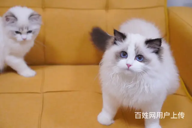 布偶猫多少钱一只 布偶猫肠胃好吗 图片价位 - 图片 1