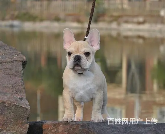 冠军直子双血统斗牛犬一窝 证书可查 可上门挑选 - 图片 1