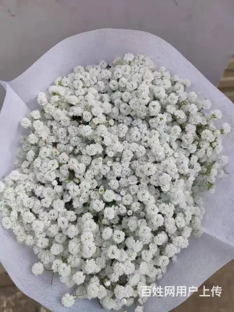 云南昆明斗南鲜花绿植盆栽基地批发一件代发 - 图片 6