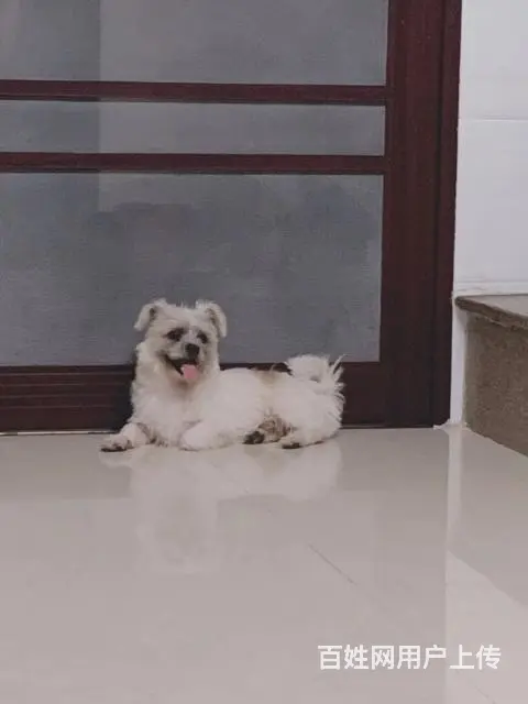 宠物狗养了一年多，很健康，没时间养， - 图片 1