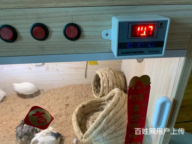 芦丁鸡笼 - 图片 2