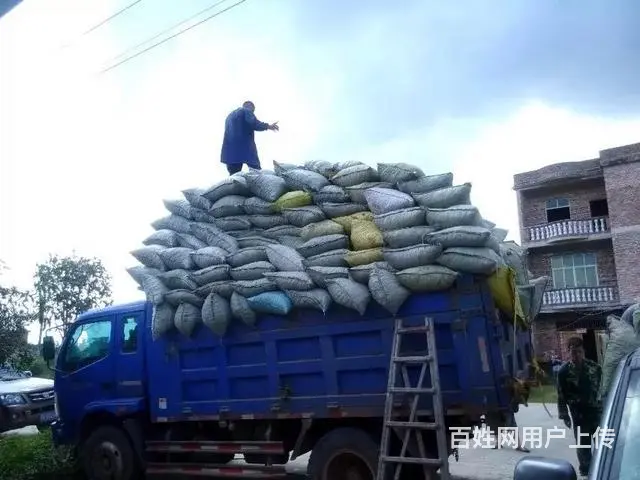 信丰 多处黄金收购点 代收朝天椒 每天有鲜货 - 图片 12