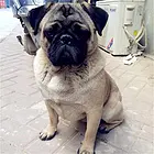 淄博正规巴哥犬舍地点联系方式