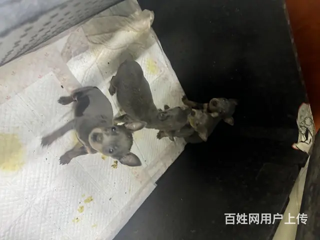 蓝色鹿 - 图片 1
