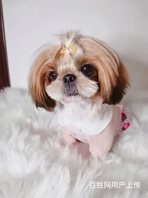 纯种西施犬多少钱一只 西施幼犬价格多少钱 西施智商 - 图片 1