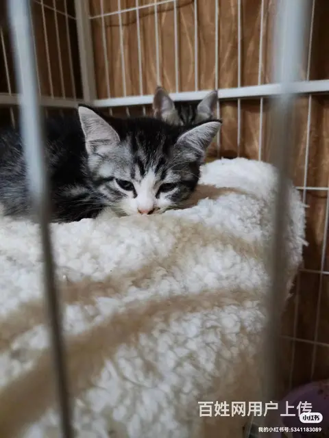 纯种美短猫咪出售 - 图片 1