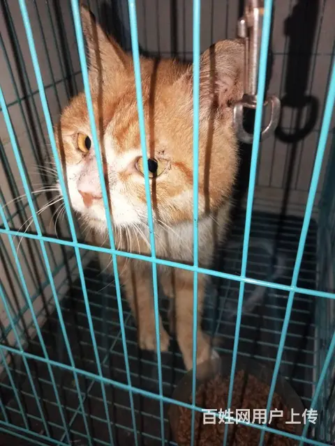猫猫0元购 - 图片 3