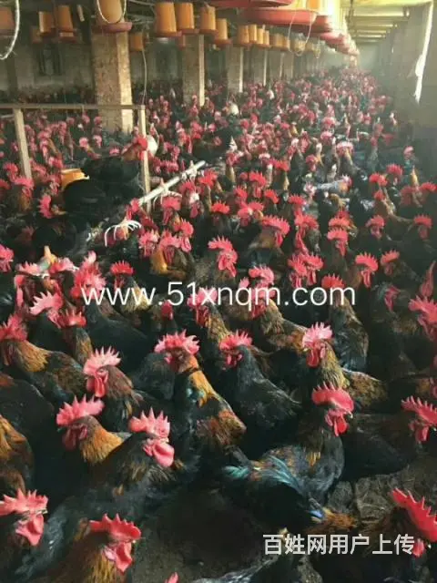 新宁禽苗批发部 - 图片 6