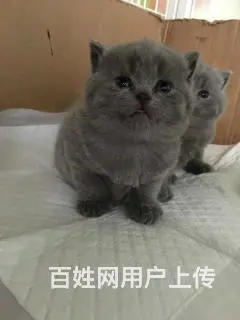 哪里有英短蓝猫卖的 蓝猫多钱一只 - 图片 7
