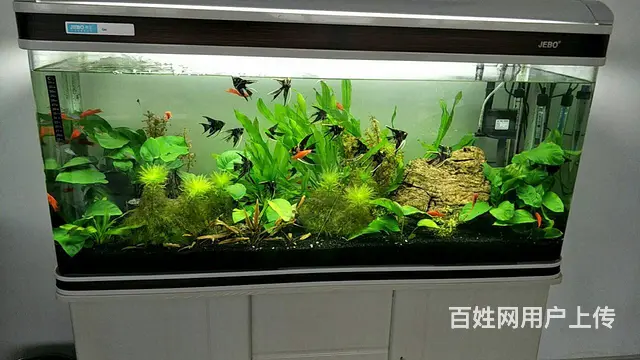 {苏州鱼乐天地水族}专业鱼缸清洗鱼缸养护，上门服务 - 图片 6