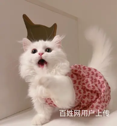 哪里有卖矮脚拿破仑猫的多少钱 中国人不骗中国人 - 图片 1