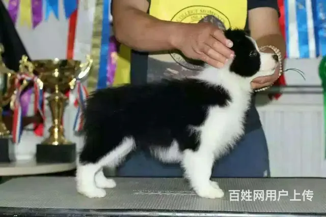 辽阳血统边牧哪里有卖，血统边牧一般多少钱 - 图片 9
