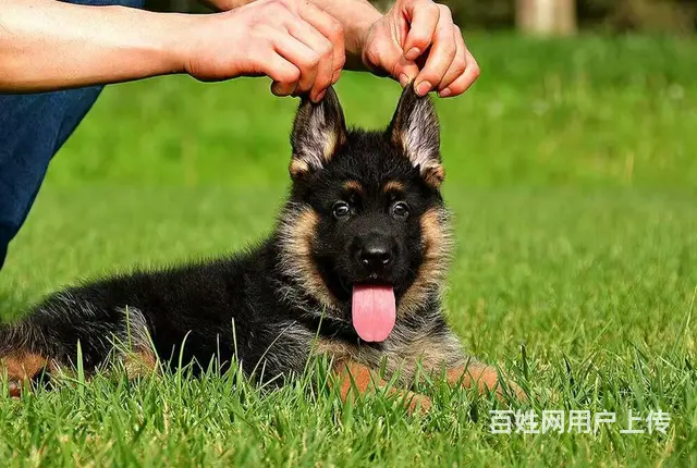 平顶山纯种德国牧羊犬赛级德牧赛系德牧 签署协议 品 - 图片 1