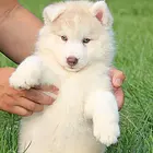 绥化哈士奇价格_哈士奇多少钱_纯种哈士奇幼犬
