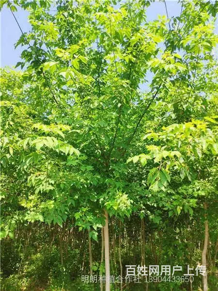 白榆树苗可嫁接金叶榆自家山地移植 - 图片 2